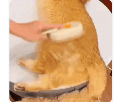¿Tu casa siempre llena de pelos y tu mascota se estresa al cepillarla?